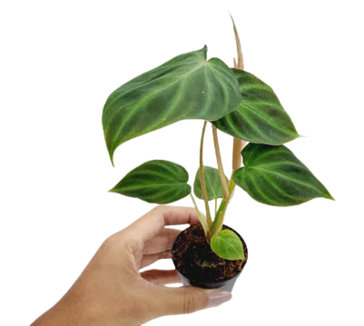 2" Philodendron Verrucosum
